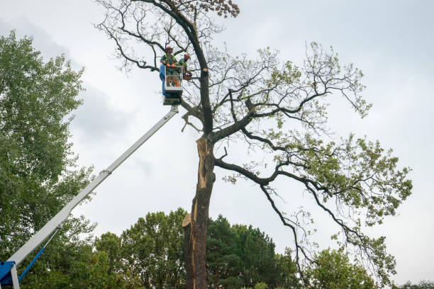 How Our Tree Care Process Works  in  Long Branch, NJ